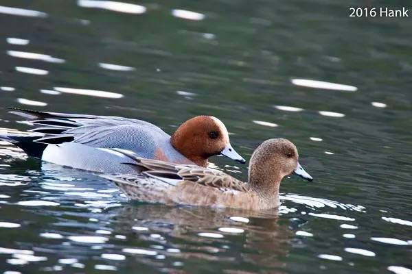 Eurasian Wigeon / 赤頸鴨 (Anas penelope) by a-giau is licensed under CC BY-NC-SA 2.0.